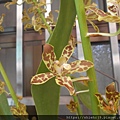 DSCN6006.JPG