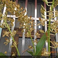 DSCN6005.JPG