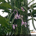 DSCN6170.JPG