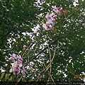 DSCN6171.JPG