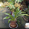 DSCN6477.JPG