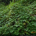 DSCN6483.JPG