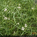 DSCN6637.JPG