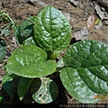 DSCN6890.JPG