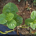 DSCN6886.JPG