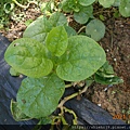 DSCN6885.JPG