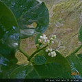 DSCN7203.JPG