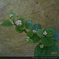 DSCN7204.JPG