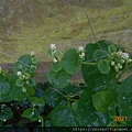 DSCN7206.JPG
