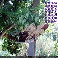 192.12.17綠精靈合果芋盆栽.JPG