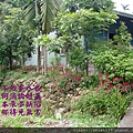 193.4.24大門旁非洲鳳仙花盛開.JPG