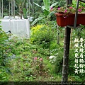 193.4.24有種植香椿、玉蘭花、金露花、象牙樹、玫瑰花，網室內種菜。.JPG