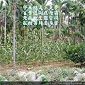 193.4.24種植玉米.JPG