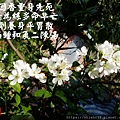 194.2.13李花特寫.JPG