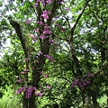 IMG_1467.JPG