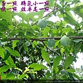 195.4.21水李.JPG