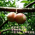 195.5.23水蜜桃.JPG