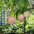 195.5.23水蜜桃2.JPG