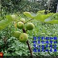 195.6.26無花果.JPG