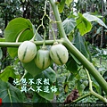 195.6.26樹番茄.JPG