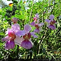 IMG_2233.JPG