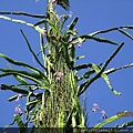 IMG_2235.JPG
