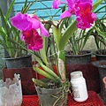 IMG_2434.JPG