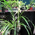 IMG_2558.JPG