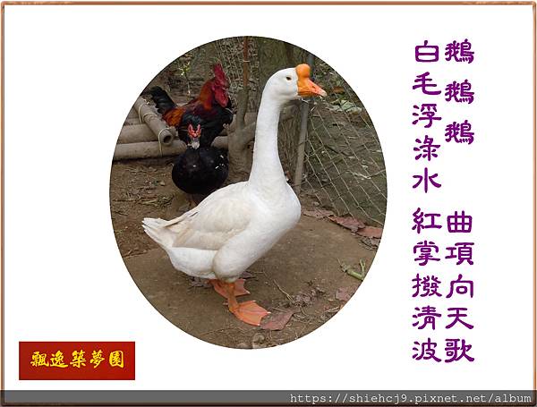 22100.1.7中國鵝.jpg