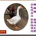 22100.1.7中國鵝.jpg