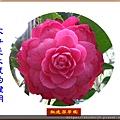 22100.3.14紅六角2.jpg