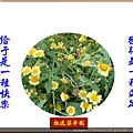 22100.4.11茼蒿花.jpg