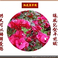 22100.4.14九重葛2.jpg