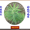 22100.4.22大甲草.jpg
