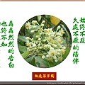 22100.4.29甜肉桂花.jpg