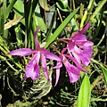 IMG_2984.JPG