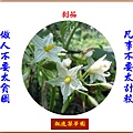 922100.8.4刺茄.jpg