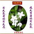 922100.8.12多變擬美花.jpg