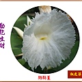 922100.8.16閉鞘薑.jpg