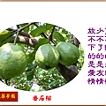 922100.8.22番石榴.jpg