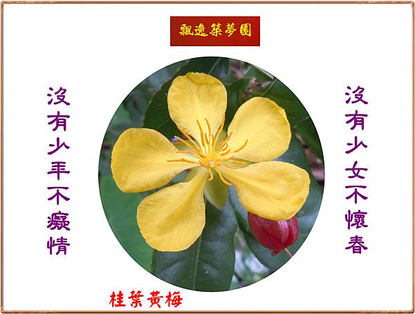 922100.8.29桂葉黃梅.jpg
