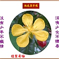 922100.8.29桂葉黃梅.jpg