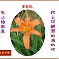 922100.10.17金針花.jpg