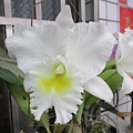 IMG_3768.JPG