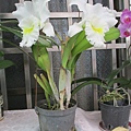 IMG_3769.JPG
