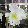 IMG_3737.JPG