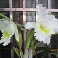 IMG_3736.JPG