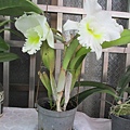 IMG_3738.JPG