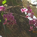 IMG_4372.JPG