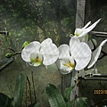 IMG_4378.JPG
